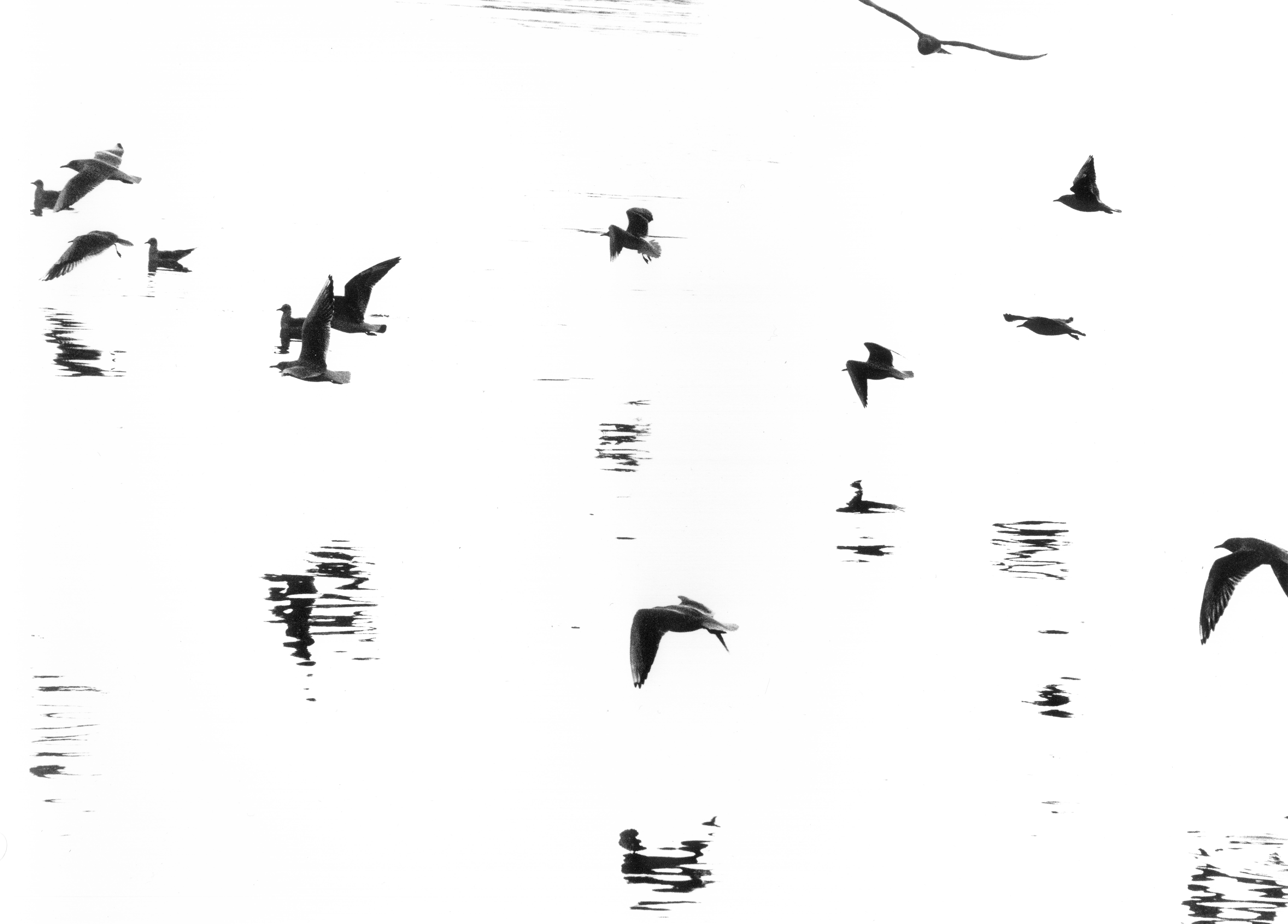 02_gulls