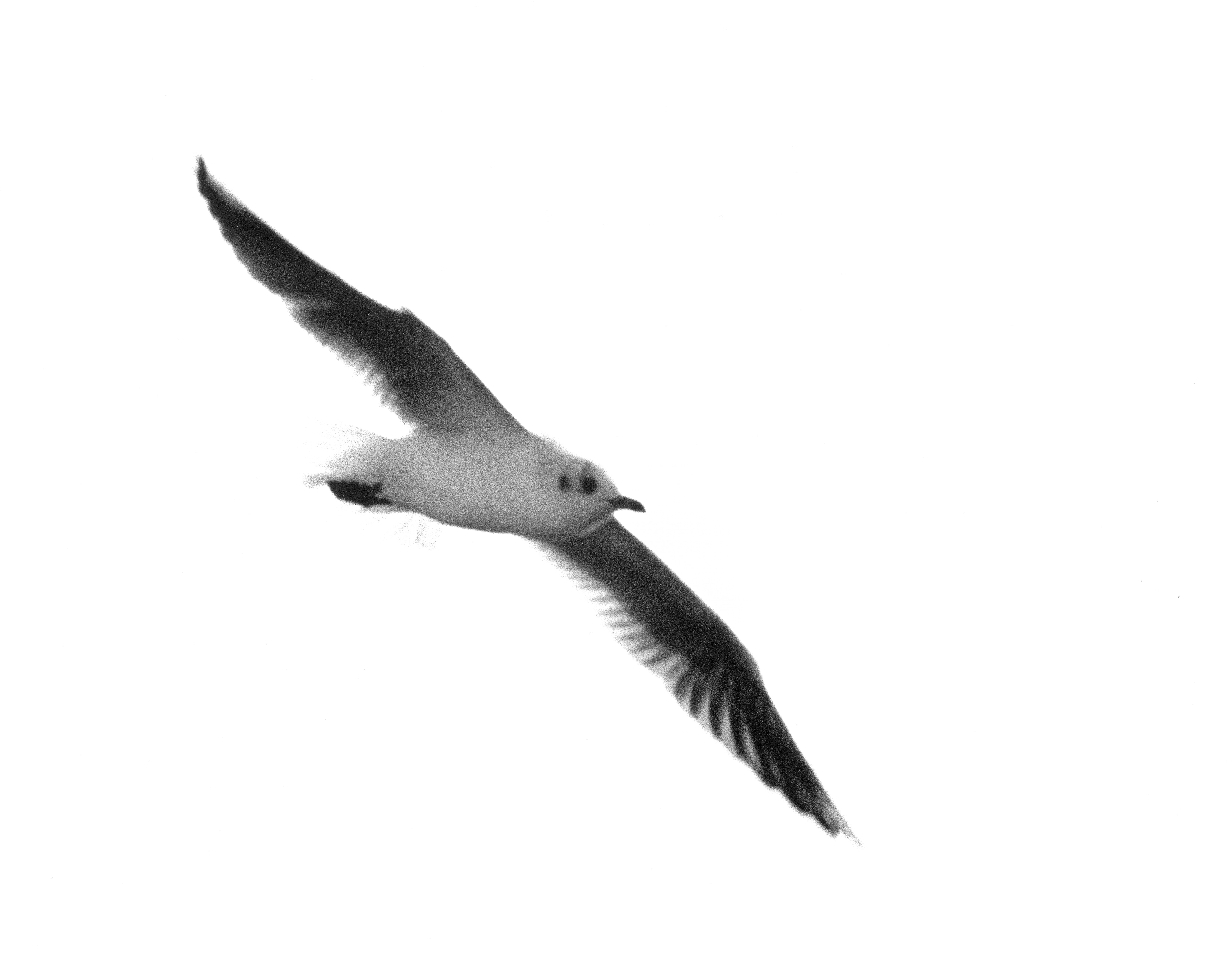 03_gull_flying