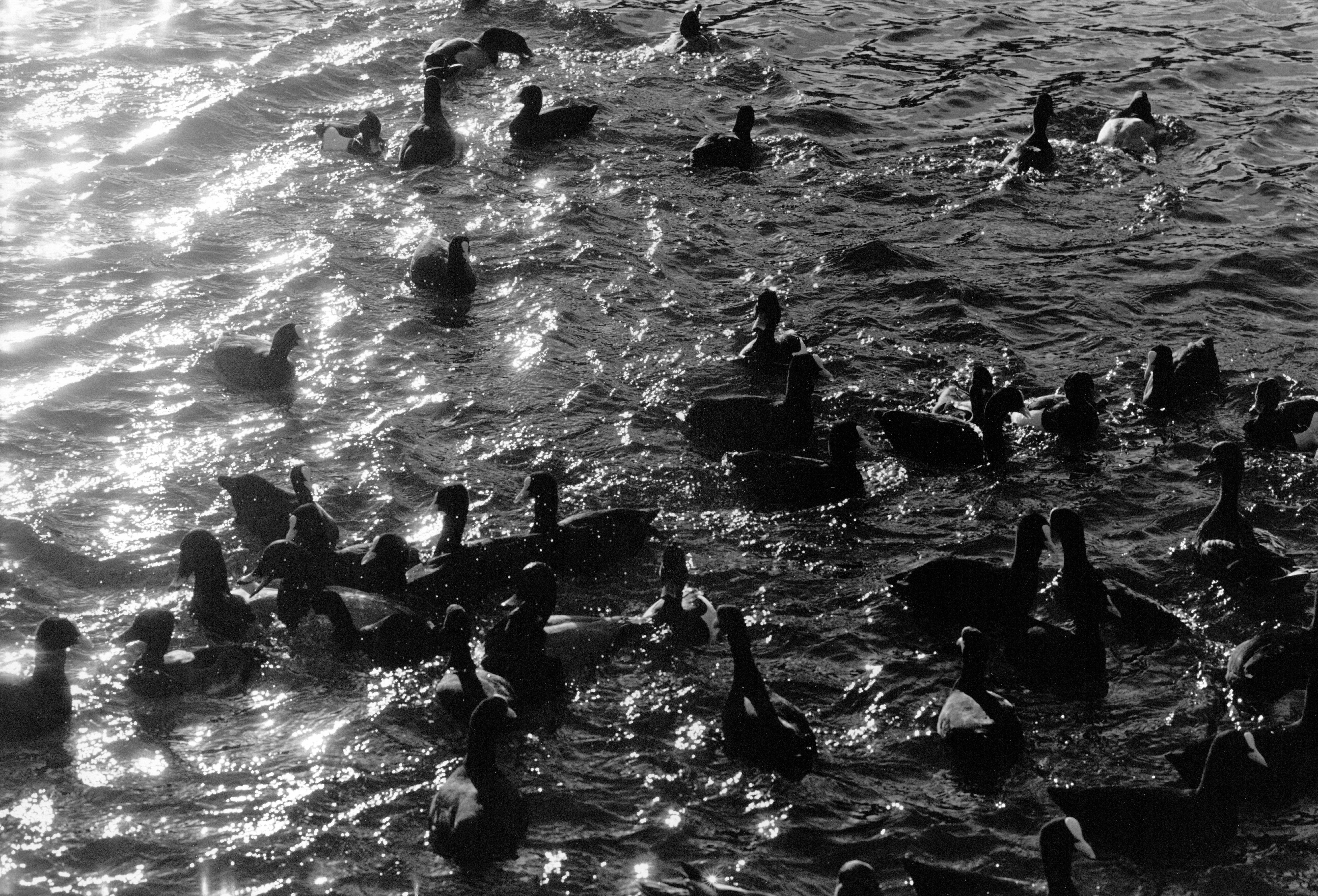 09_ducks