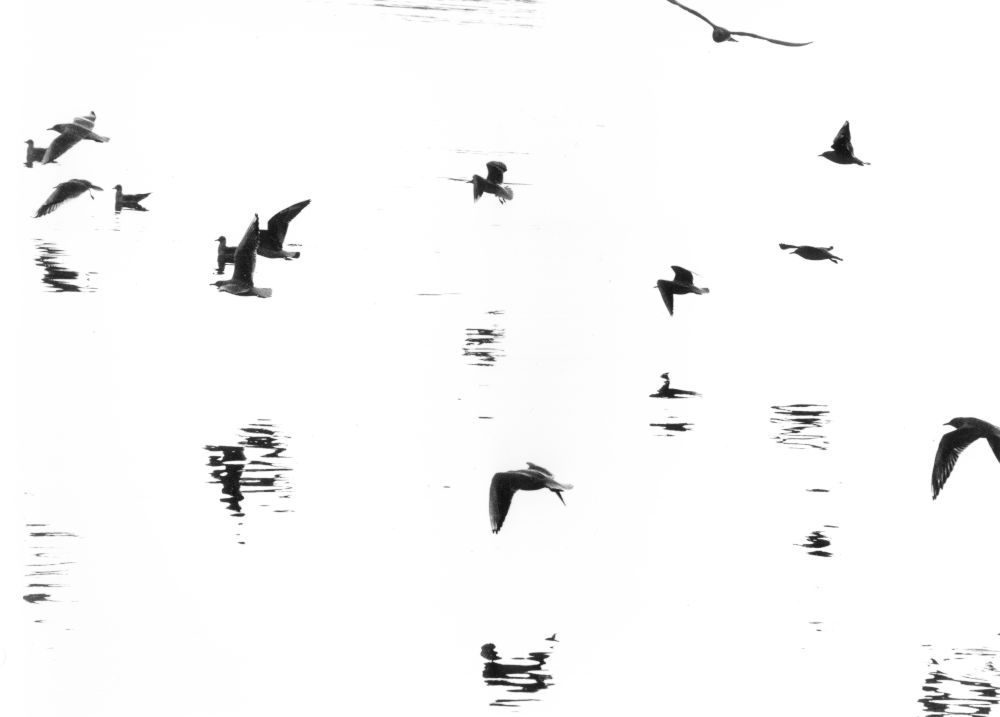 02_gulls