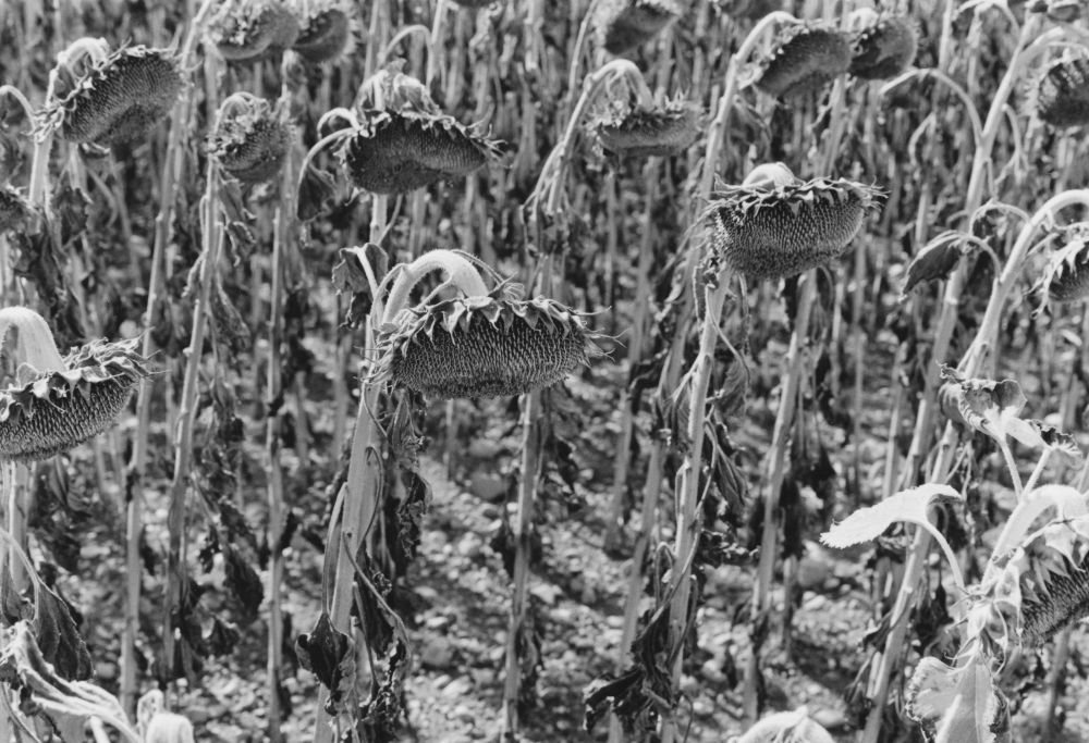 21_sunflowers