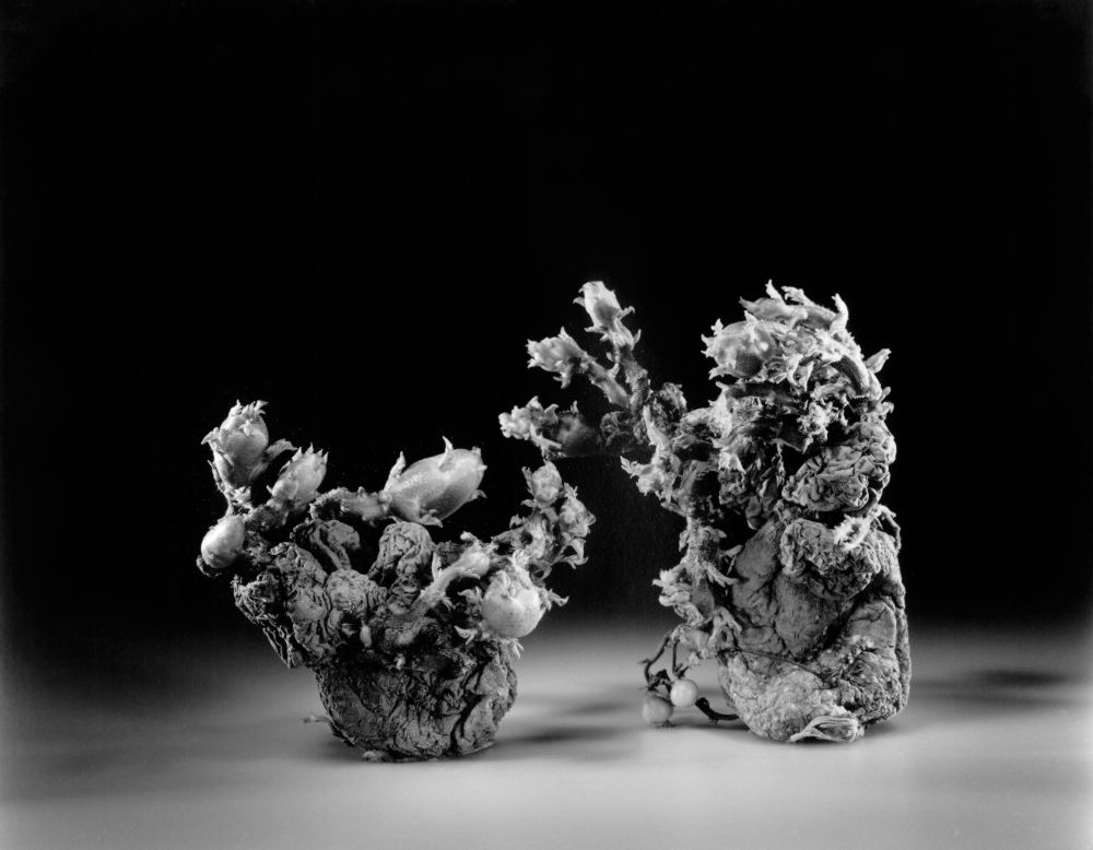 25_potatoes