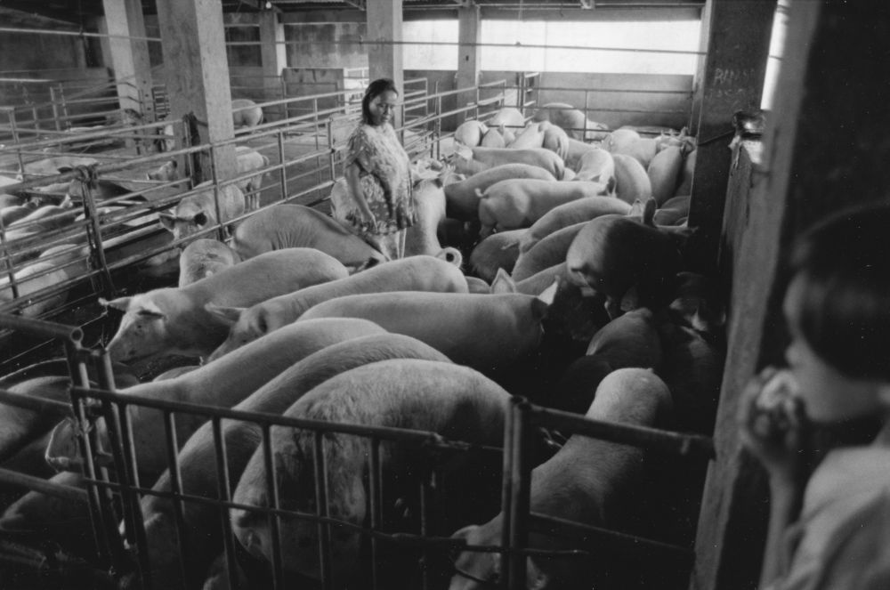 32_pigsty